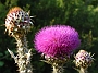 0316 distel